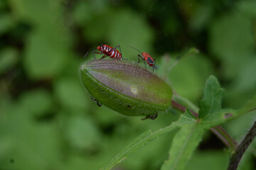 red ant on a leaf