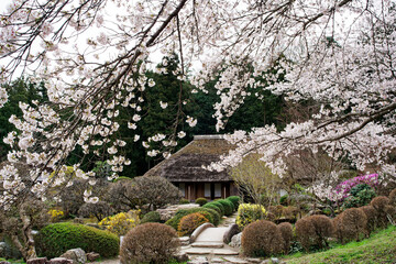 Cherry Blossoms Over a Thatched Roof: Washi-no-Sato, Higashi Chichibu