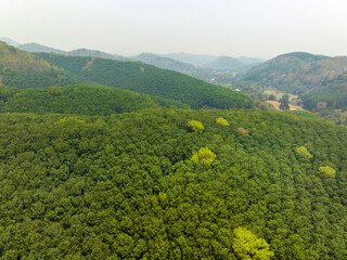 Aerial view rubber tree (Hevea Brasiliensis)  plantation on mountain in Thailand.