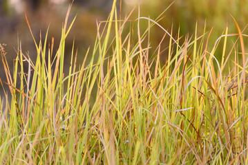 Background image of beautiful grass in spring and summer season