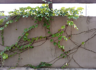Green Ivy creeper growing on a grey concrete wall fence with old vine markings on the concrete