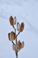 冬枯れしたオオウバユリ