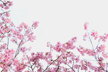 Obraz na płótnie Canvas 満開の陽光桜