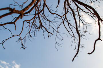 Branches obscuring the sky behind.