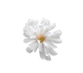 White Star Magnolia stellata spring flower isolated cutout on transparent