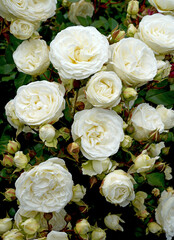 Rosa 'Snow Kiss' (Korsnokinu).  A  white miniature rose bred by Kordes Roses.   