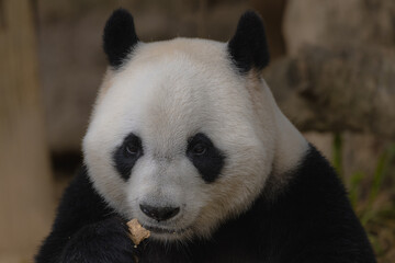 Obraz premium Giant Panda Face Close-up, Chengdu, China