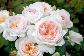 Rosa 'Addictive Lure' (koraddilu).   A cluster of creamy apricot rose blooms with an old world appearance.