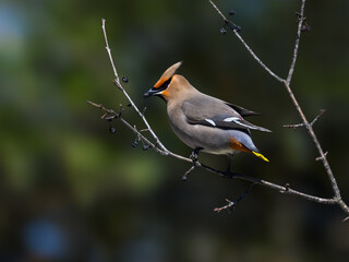 Bohemian Waxwing foraging on berries in early spring against green background