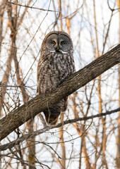 Great Gray Owl portrait on tree branch in winter