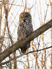 Great Gray Owl portrait on tree branch in winter