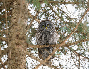 Great Gray Owl portrait on tree branch in winter