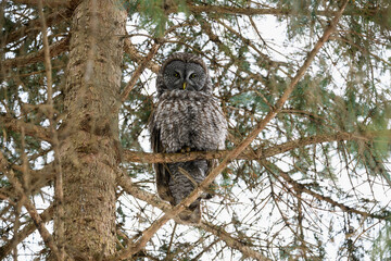 Great Gray Owl portrait on tree branch in winter