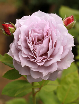 A single bloom of a beautiful mauve rose, rosa 'Novalis' (Korfriedhar). A floribunda rose bred by Kordes Roses. 
