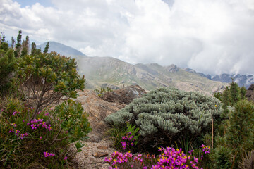 Parque Nacional do Itatiaia. RJ. Brasil