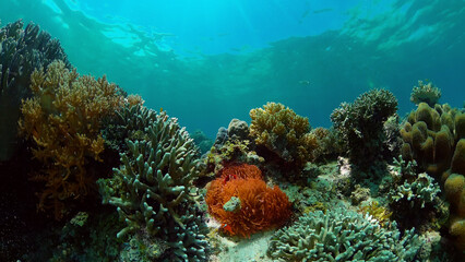 Fototapeta na wymiar Tropical fishes and coral reef at diving. Underwater world with corals and tropical fishes. Philippines.