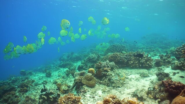 Coral garden seascape and underwater world. Colorful tropical coral reefs. Life coral reef. Sipadan, Malaysia.