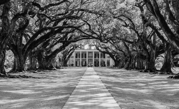 Explore the rich history and natural beauty of New Orleans with our stunning collection of photos. From the grandeur of historic buildings to the lush greenery of City Park, these high-quality images 