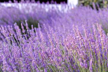 Lavender bushes closeup on sunset. Sunset gleam over purple flowers of lavender. Provence region of France.