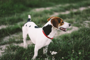 Jack Russell Terrier plays on grass, close-up. The concept of animals