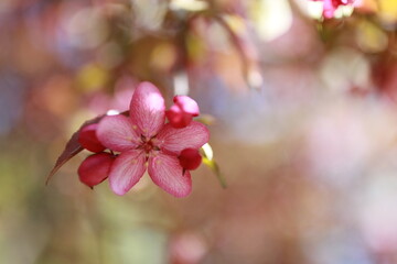 Fototapeta na wymiar pink flowers in spring blurred background