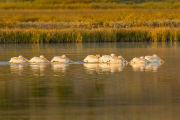 White Pelicans