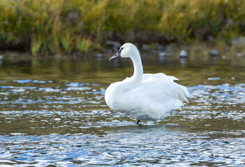 Obraz premium Trumpeter Swan