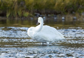 Trumpeter Swan