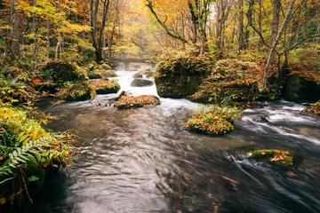 紅葉の奥入瀬渓流
