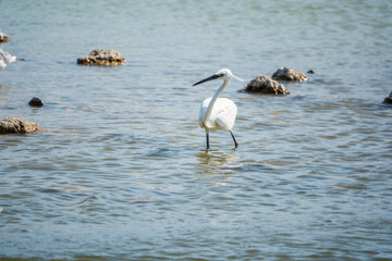 The small white heron or Little egret stands in the lake