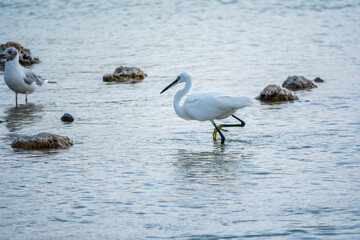 The small white heron or Little egret stands in the lake