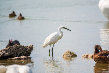 The small white heron or Little egret stands in the lake