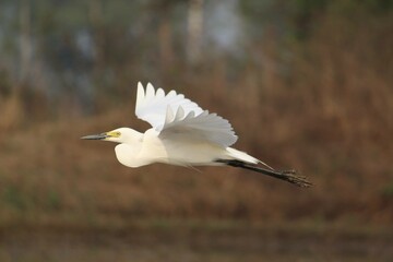 great white heron