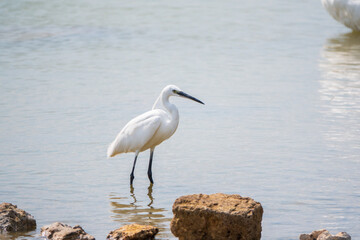 The small white heron or Little egret stands in the lake