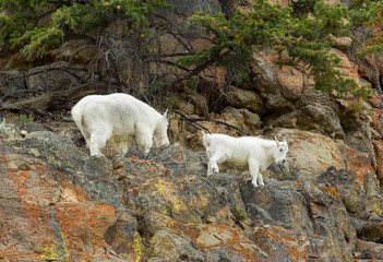 Fototapeta na wymiar Mountain Goats