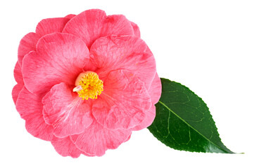 Closeup of isolated pink camellia bloom and dark green leaf