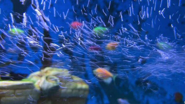 Colorful exotic fish swimming in blue water aquarium with green tropical plants. At home Fishbowl with freshwater animals in the room. 