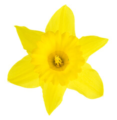 Closeup of isolated cheerful bright yellow daffodil in full bloom, small green aphid inside