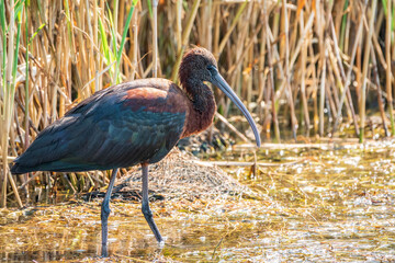 The glossy ibis, latin name Plegadis falcinellus, searching for food in the shallow lagoon.