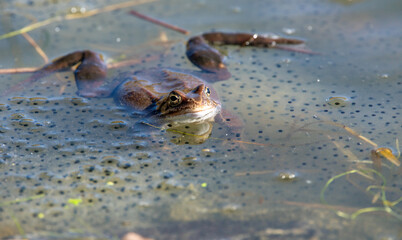 European Common brown Frog Rana temporaria with eggs