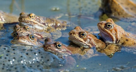 European Common brown Frogs latin Rana temporaria eggs