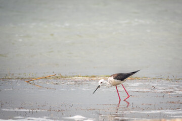 Cute water bird. Black winged Stilt feeding in the lake. Black winged Stilt, or or pied stilt,...