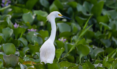 snowy egret