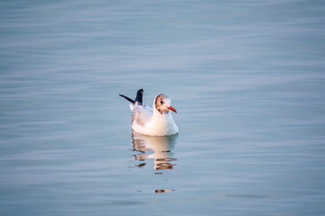One Seagull, The European herring gull, swims on the calm lake shore in sunset