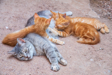 Mother cat resting on a concrete floor and nursing her three ginger kittens. Three ginger kittens drink milk from their gray mother cat lying on the ground, otdoors.