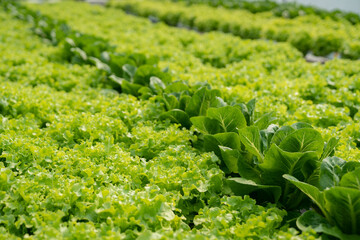 Pictures of hydroponic vegetable gardens, organic vegetables, healthy vegetables, useful varieties...