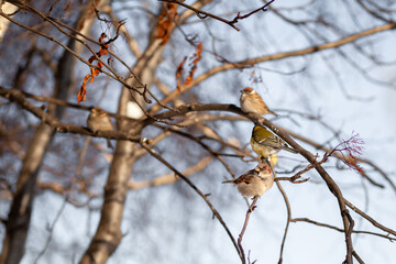A beautiful little blue bird sits on a branch in winter and flies for food. Other birds are also sitting on the branches.