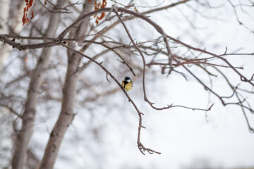 A beautiful little blue bird sits on a branch in winter and flies for food. Other birds are also sitting on the branches.