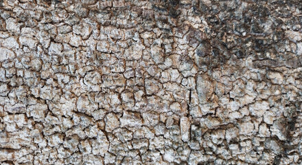 Close up rough bark texture in retro concept