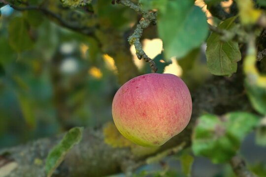 Apfel am Baum 